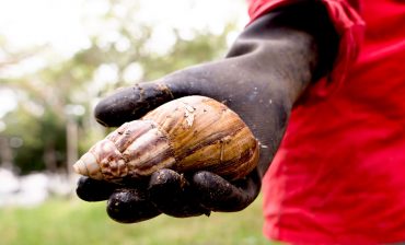 Seis toneladas de Caracol Gigante Africano ya fueron recolectadas por el AMB durante el 2019, en las zonas verdes de barrios y comunas del área metropolitana