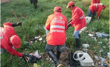 Más de 264 mil caracoles africanos que amenazaban a la población han sido recolectados durante primeros 100 días del año