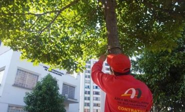 El AMB utilizará una nueva señalética para 52 mil 749 árboles que fueron caracterizados, censados y geo-referenciados por la Entidad en el año 2015