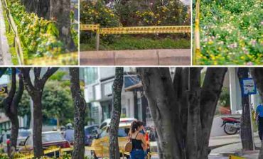 Con la adecuación de jardines en separadores, AMB se compromete con la estética urbana