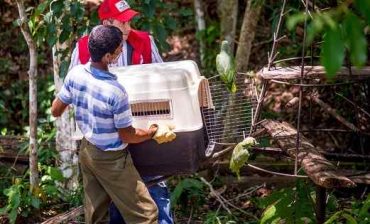 Están en libertad otros 30 ejemplares de la fauna silvestre rescatados por el AMB y la Policía Ambiental en el área metropolitana