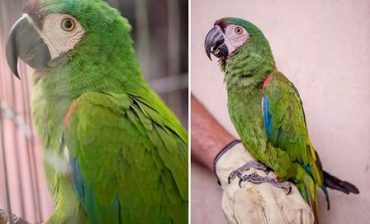 Guacamaya rescatada en el parque San Pío está en valoración médico-veterinaria del AMB e inicia fase de reintroducción al medio natural del que proviene
