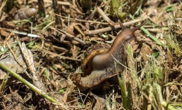 AMB implementa acciones urgentes ante preocupante incremento de caracoles en las cañadas del área metropolitana