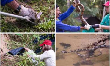 Con la liberación de especies de fauna silvestre en su hábitat natural quedó en firme convenio del AMB con la ONG Cabildo Verde