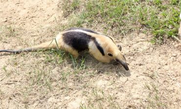 ¡LIBRES… DE NUEVO!: un oso hormiguero y una zarigüeya con cuatro de sus crías que la Policía Ambiental rescató en Girón, fueron liberados por el Área Metropolitana y Cabildo Verde en una zona boscosa de Floridablanca
