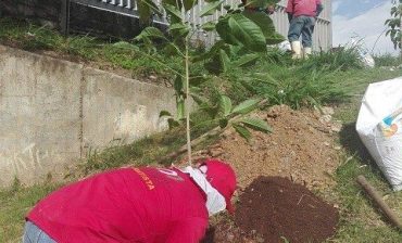 Avanza Plan Forestal del AMB. Van 7.532 árboles sembrados en las cuatro ciudades metropolitanas durante los últimos 8 meses