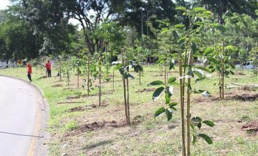 El Plan Forestal Metropolitano alcanzó la cifra de 5.906 árboles plantados. La meta es sembrar miles de árboles más