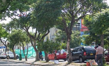 AMB inicia recuperación de la estructura ecológica principal sobre los separadores de la Avenida la Rosita y la Calle 56