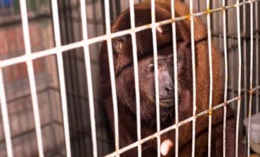 Con la recuperación de un mono aullador, AMB inicia conmemoración del mes de la liberación de la fauna silvestre